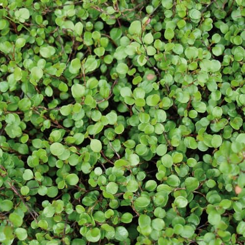 Mühlenbeckia, sattgrün, Topf-Ø 9 cm, 12 Stück Mühlenbeckia, sattgrün, Topf-Ø 9 cm, 12 Stück von Pflanzen Kölle