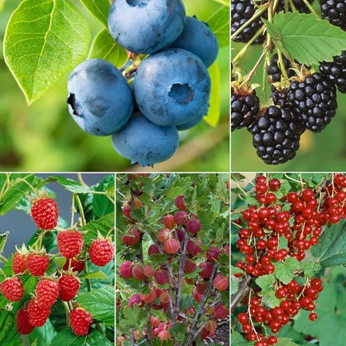 Naschgarten Beeren-Mix, 5er-Set, Höhe 35 cm, Topf 2 Liter von Pflanzen Kölle