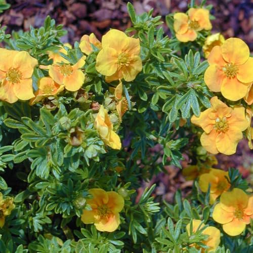 Orangener Fingerstrauch 'Mango Tango®', gelb-orange, Höhe 20-25 cm, Topf 5 Liter von Pflanzen Kölle