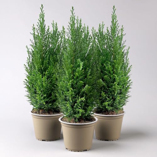 Pflanzen Kölle Blaue Kegelzypresse 'Ellwoodii', 3er-Set, Topf 13cm Ø von Pflanzen Kölle