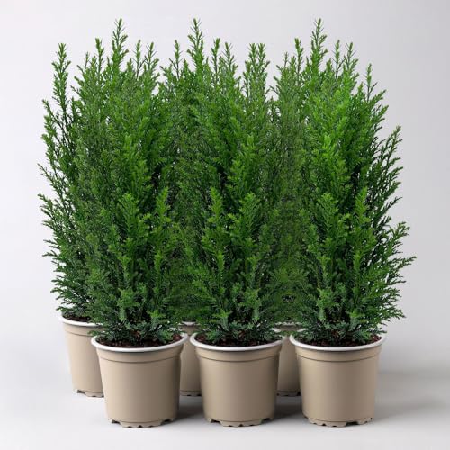 Blaue Kegelzypresse 'Ellwoodii', 6er Set, Topf 9 cm Ø Blaue Kegelzypresse 'Ellwoodii', 6er Set, Topf 9 cm Ø von Pflanzen Kölle