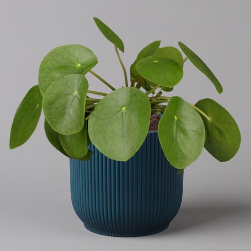 Pflanzen Kölle Pilea peperomioides in Übertopf Vibes blau, Topf-Ø 12 cm, H: ca. 20 cm Pflanzen Kölle Pilea peperomioides in Übertopf Vibes blau, Topf-Ø 12 cm, H: ca. 20 cm von Pflanzen Kölle