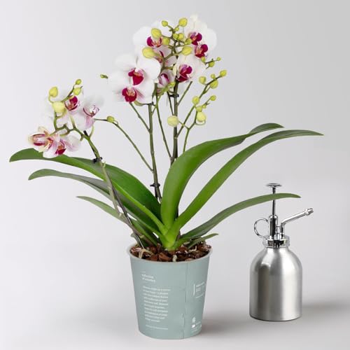 Phalaenopsis weiß, rote Lippe, 2 Rispen, Topf-Ø 12 cm, Höhe ca. 50 cm von Pflanzen Kölle