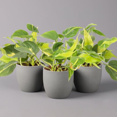 Philodendron 'Brasil', Topf-Ø 12 cm, Höhe ca. 15-20 cm, 3er-Set von Pflanzen Kölle