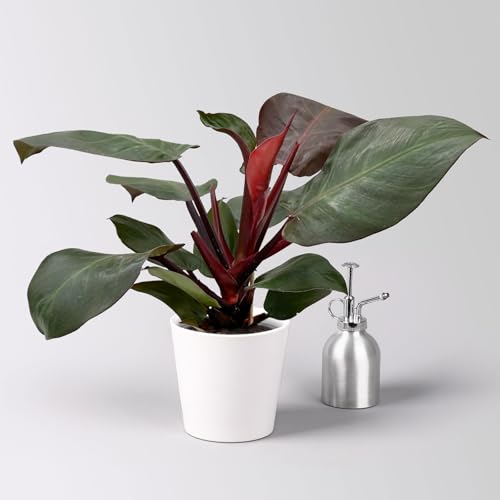 Philodendron 'Sunlight', inkl. Übertopf Dallas weiß, Topf-Ø 12cm von Pflanzen Kölle