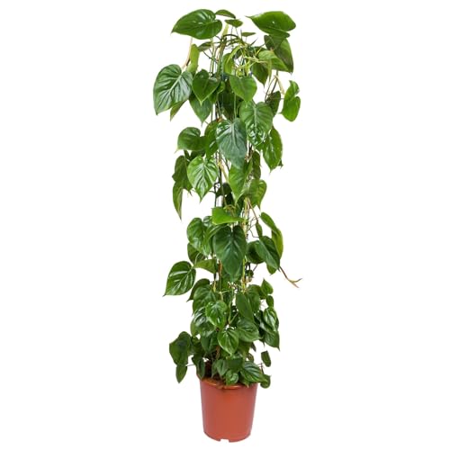 Philodendron scandens mit Moosstab, Topf-Ø 24 cm, Höhe ca. 120 cm von Pflanzen Kölle