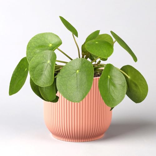 Pilea peperomioides in Übertopf Vibes rosa, Topf-Ø 12 cm, H: ca. 20 cm Pilea peperomioides in Übertopf Vibes rosa, Topf-Ø 12 cm, H: ca. 20 cm von Pflanzen Kölle
