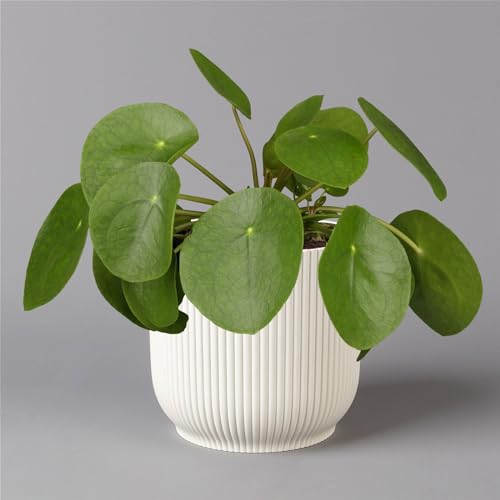 Pilea peperomioides in Übertopf Vibes weiß, Topf-Ø 12 cm, H: ca. 20 cm von Pflanzen Kölle