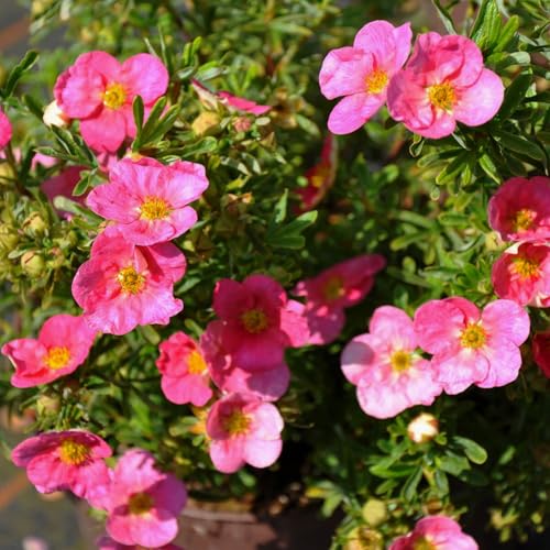 Pinker Fingerstrauch 'Lovely Pink®', Potentilla fruticosa, pink, Topf 5 Liter von Pflanzen Kölle