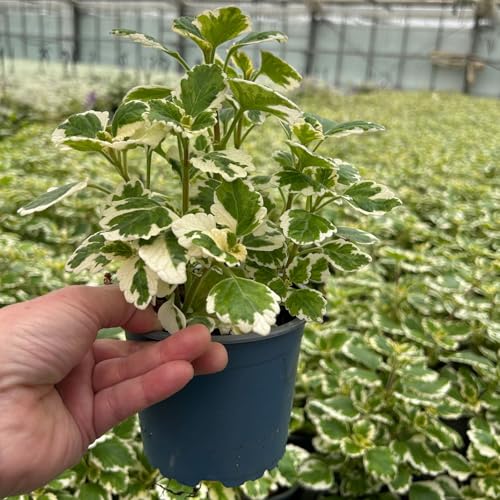 Plectranthus 'Variegata' grün-weiß, Topf -Ø 12 cm, 6er-Set von Pflanzen Kölle