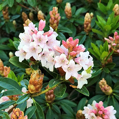 Rhododendron 'Bloombux'® Pink, 6er-Set, Höhe 20-25 cm, Topf 2 Liter von Pflanzen Kölle