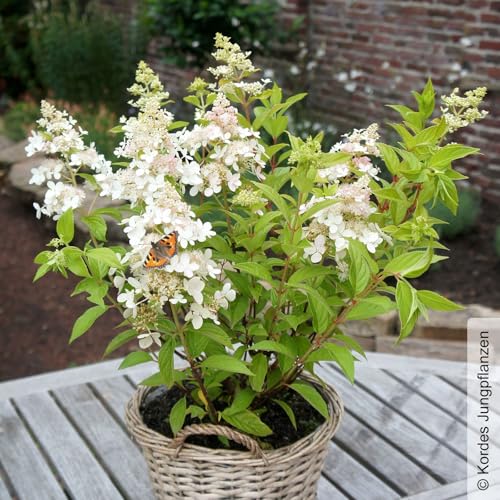 Rispenhortensie 'Confetti'®, Hydrangea paniculata, weiß, Topf 5 Liter von Pflanzen Kölle
