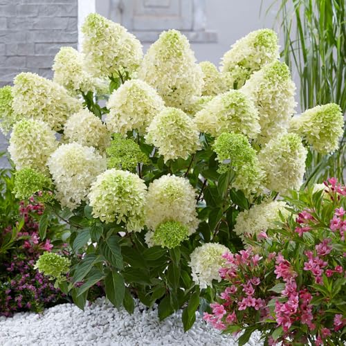 Rispenhortensie 'Skyfall'®, weiß, 3er-Set, Höhe 40-60 cm, Topf 5 Liter von Pflanzen Kölle