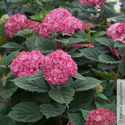 Rosarote Schneeballhortensie 'Ruby Annabelle'®, rosarot, Topf 5 Liter von Pflanzen Kölle