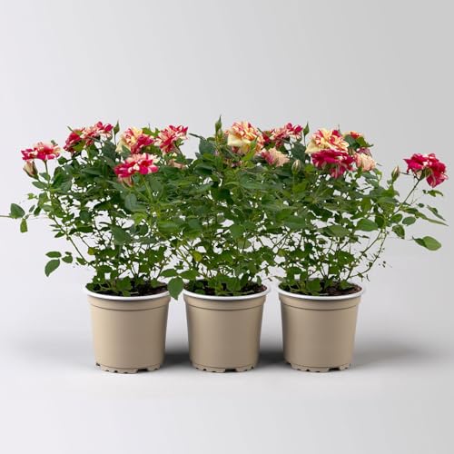 Rose 'Liss' rot-gelb, Topf-Ø 10,5 cm, 3er-Set von Pflanzen Kölle