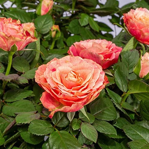 Rose Patio, orange, Topf-Ø 13 cm, 3er-Set von Pflanzen Kölle