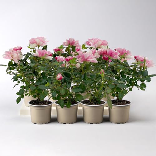 Rose 'Pia' rosa-weiß, Mini, Topf-Ø 7 cm, 8er-Set von Pflanzen Kölle
