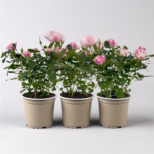 Rose 'Pia' rosa-weiß, Topf-Ø 10,5 cm, Höhe ca. 30 cm, 3er-Set von Pflanzen Kölle