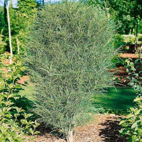 Säulen-Faulbaum, Rhamnus frangula 'Fine Line'®, grün, 3er-Set, Topf 5 l von Pflanzen Kölle
