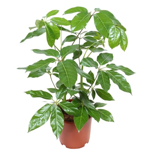 Schefflera actinophylla 'Amate', Topf-Ø 24 cm, Höhe ca. 85 cm von Pflanzen Kölle