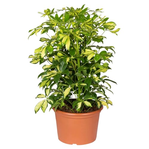 Schefflera arboricola 'Gerda', Topf-Ø 21 cm, Höhe ca. 55 cm von Pflanzen Kölle