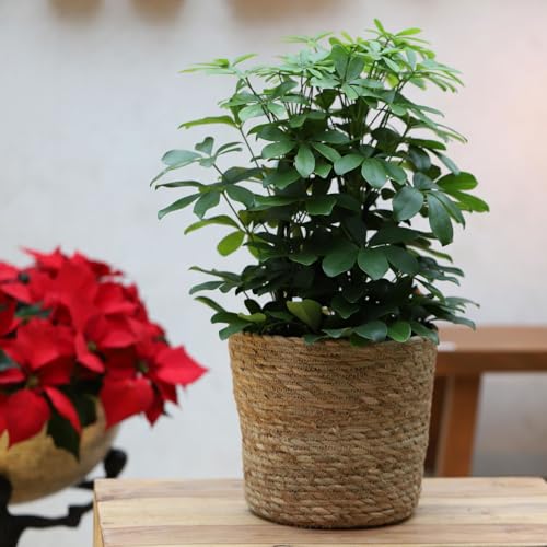 Schefflera arboricola 'Nora', Topf-Ø 21 cm, Höhe ca. 55 cm von Pflanzen Kölle