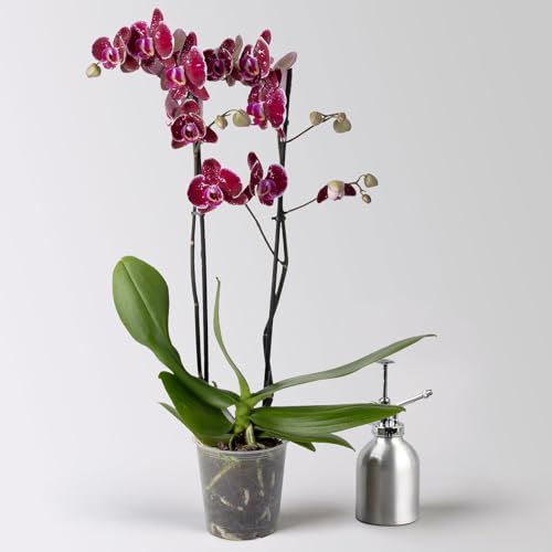 Schmetterlingsorchidee 'Eduction', rot, 2 Rispen, Topf-Ø 12 cm, Höhe ca. 70 cm von Pflanzen Kölle