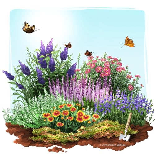 Schmetterlingsstauden Set, 19 Pflanzen für 3 m², bunt Schmetterlingsstauden Set, 19 Pflanzen für 3 m², bunt von Pflanzen Kölle