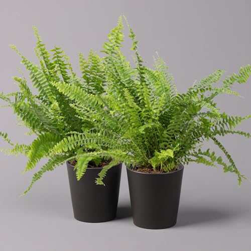 Schwertfarn 'Green Lady' in Keramiktopf Dallas anthrazit, Topf-Ø12cm, 2er-Set von Pflanzen Kölle