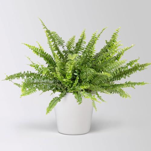 Schwertfarn in Topf Dallas, Topf-Ø 17 cm, Höhe ca. 30-45 cm von Pflanzen Kölle
