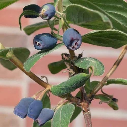 Sibirische Blaubeere, Lonicera kamtschatika 'Blue Velvet'®, Blüte weiß, Früchte dunkelblau, Topf 5 l von Pflanzen Kölle