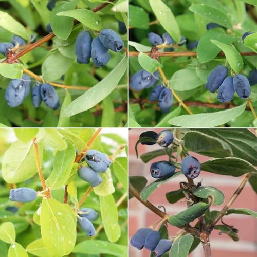 Sibirische Heidelbeeren (Lonicera kamtschatica) 4er-Set, Höhe 25-30 cm, Topf 3 l von Pflanzen Kölle