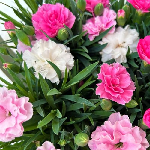 Stauden-Nelke 'I Love U', pink-rosa-weiß, Topf-Ø 9 cm, 8er-Set von Pflanzen Kölle