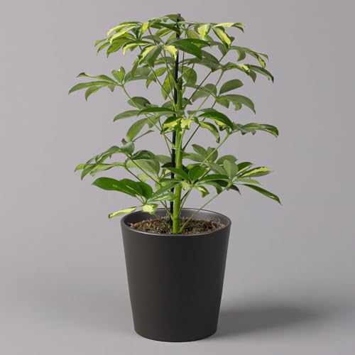 Strahlenaralie 'Gerda' in Keramiktopf anthrazit, Topf-Ø 13cm, Höhe 55cm, 2er-Set von Pflanzen Kölle