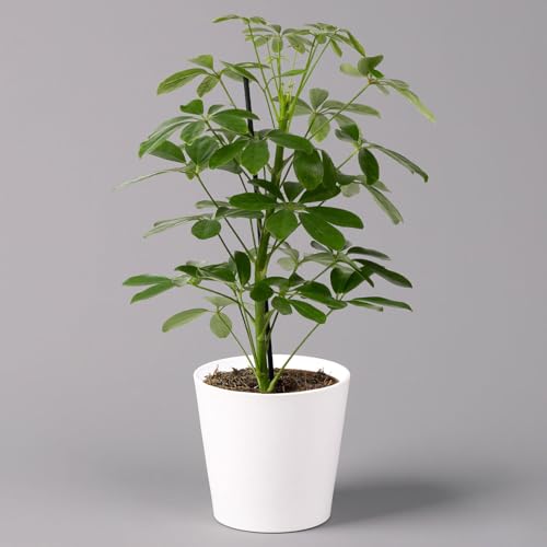 Strahlenaralie 'Nora' inkl. Übertopf Dallas weiß, Topf 13 cm Ø von Pflanzen Kölle