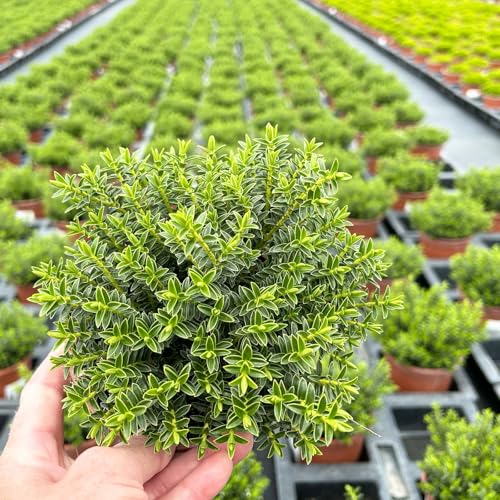 Strauchveronika 'New Zealand', 3er-Set, Topf 12 cm Ø Strauchveronika 'New Zealand', 3er-Set, Topf 12 cm Ø von Pflanzen Kölle