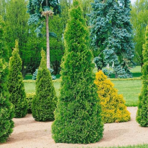 Thuja occidentalis "Smaragd", 10er-Set, Höhe 20-30 cm, Topf 2 Liter von Pflanzen Kölle