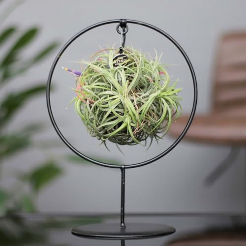 Tillandsia 'Magic Ball' in rundem Metallgestell, 17cm Ø von Pflanzen Kölle