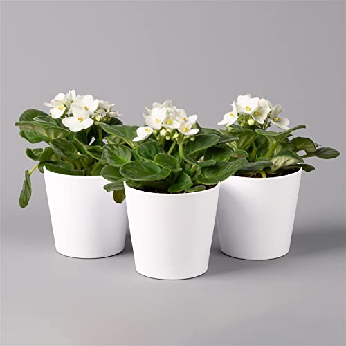 Usambaraveilchen in Keramiktopf Dallas weiß, weiß, Topf-Ø 12 cm, 3er-Set von Pflanzen Kölle