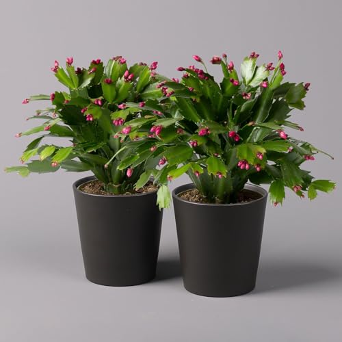 Weihnachtskaktus lila mit Übertopf Dallas anthrazit, Topf-Ø 12 cm, 2er-Set von Pflanzen Kölle