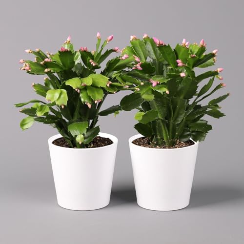 Weihnachtskaktus rosa mit Übertopf Dallas weiß, Topf-Ø 12 cm, 2er-Set von Pflanzen Kölle