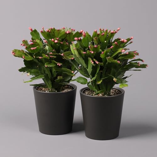 Weihnachtskaktus rot mit Übertopf Dallas anthrazit, Topf-Ø 12 cm, 2er-Set von Pflanzen Kölle