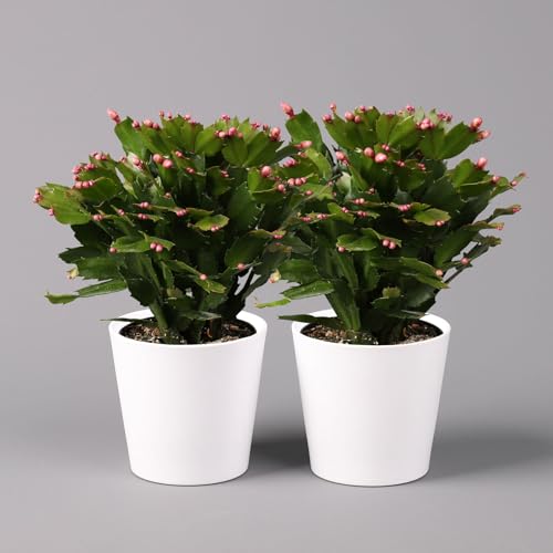 Weihnachtskaktus rot mit Übertopf Dallas weiß, Topf-Ø 12 cm, 2er-Set von Pflanzen Kölle
