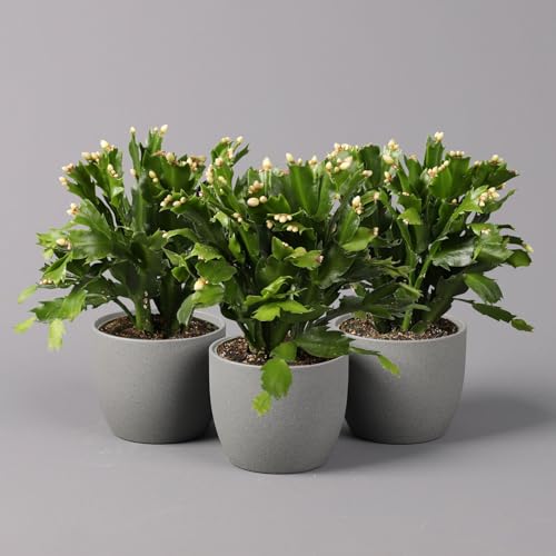 Weihnachtskaktus weiß, Topf-Ø 12 cm, 3 Stück von Pflanzen Kölle