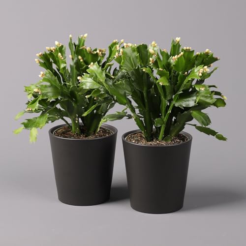 Weihnachtskaktus weiß mit Übertopf Dallas anthrazit, Topf-Ø 12 cm, 2er-Set von Pflanzen Kölle