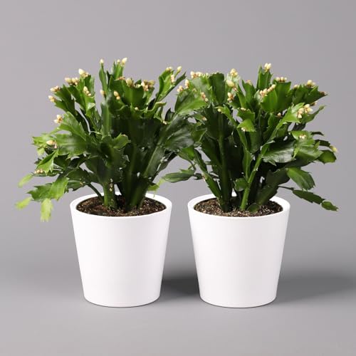 Weihnachtskaktus weiß mit Übertopf Dallas weiß, Topf-Ø 12 cm, 2er-Set von Pflanzen Kölle