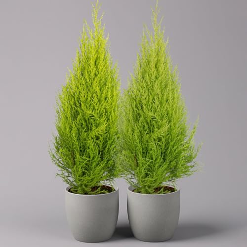 Zimmerzypresse 'Goldcrest', Pyramide, Topf-Ø 17 cm, 2er-Set von Pflanzen Kölle