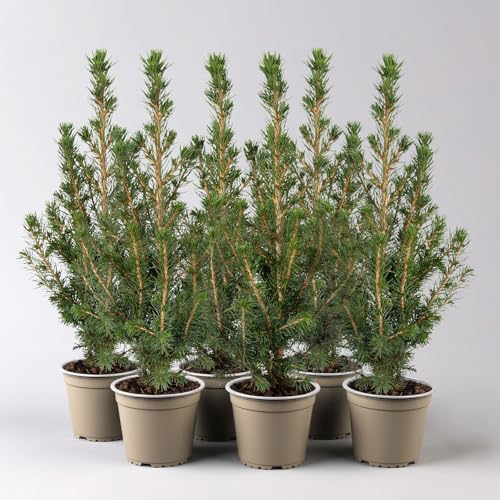 Zuckerhutfichte, Picea glauca 'Conica', Topf-Ø 9 cm, 6er Set von Pflanzen Kölle