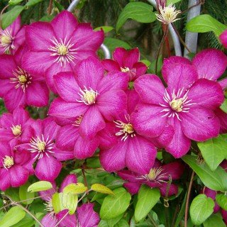 Clematis 'Ville de Lyon' - Kletterpflanze für den Garten von Pflanzen für Dich