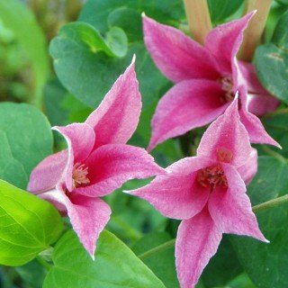 Clematis texensis 'Princess Diana' - Blühende Kletterpflanze von Native Plants von Pflanzen für Dich